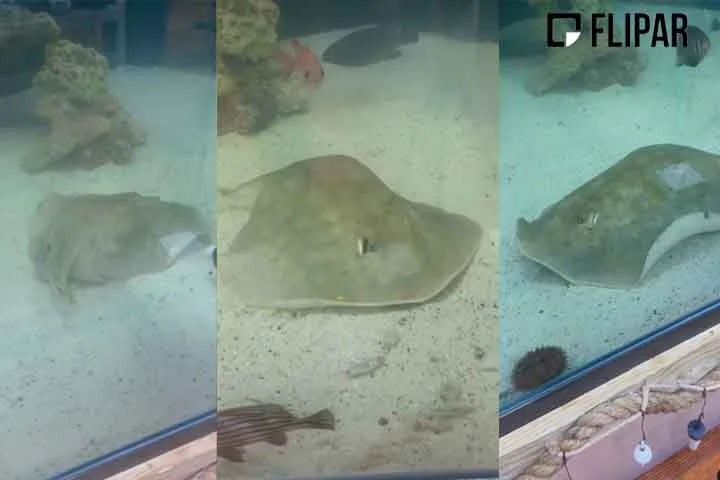 A arraia da espécie Urobatis halleri está há oito anos em um tanque compartilhado apenas com tubarões. 
