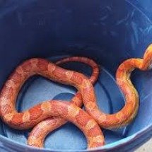 Cobra exótica dos EUA é capturada no telhado de casa em Juiz de Fora - Corpo de Bombeiros/Divulgação