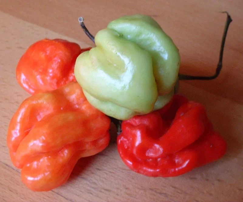 Culinária apimentada: quitutes ardidos de diferentes países -  Jastrow wikimedia commons 