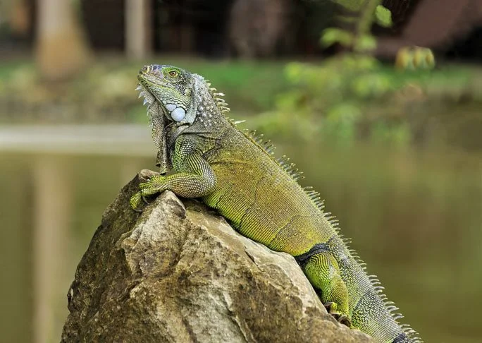 A Agência de Florestas e Conservação da Natureza de Taiwan decidiu abater 120 mil iguanas-verdes para controlar a superpopulação da espécie, que se tornou uma praga em áreas agrícolas.  -  (crédito: wikimedia commons/Cayambe)