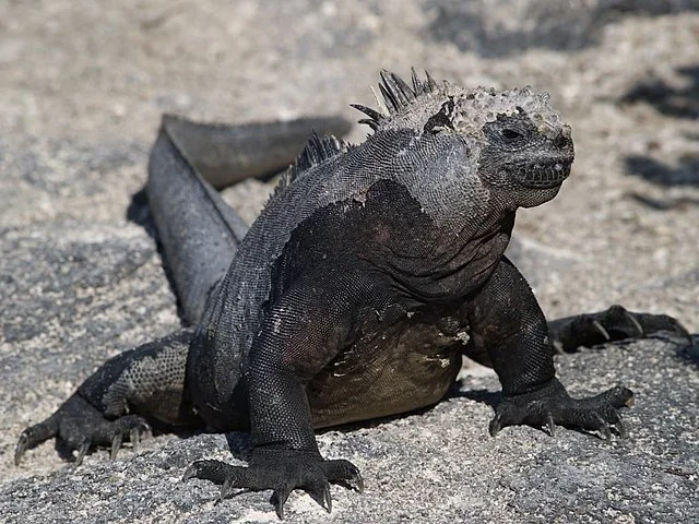 Já as iguana-marinha (Amblyrhynchus cristatus) são nativas das Ilhas Galápagos, o paraíso pertencente ao Equador onde Charles Darwin se impressionou, inspirando-se para o Livro "A Origem das Espécies".
