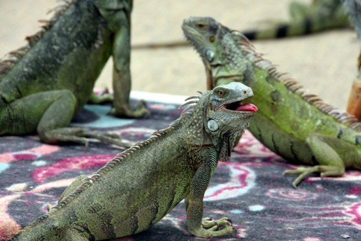 Na Flórida, as espécies mais comuns de iguanas são a iguana-verde (Iguana iguana) e a iguana-de-cauda-espinhosa (Ctenosaura similis). Essas não são nativas da região; elas foram introduzidas.
