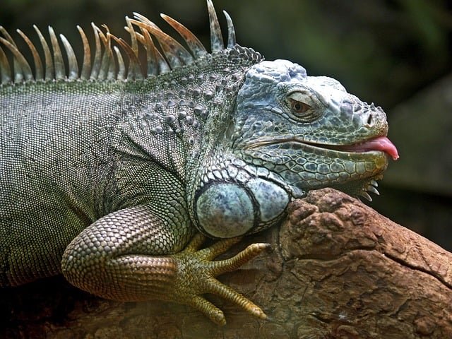 Em alguns casos, as iguanas podem até  consumir insetos ou pequenos animais, mas isso só acontece se houver falta de alimento vegetal.