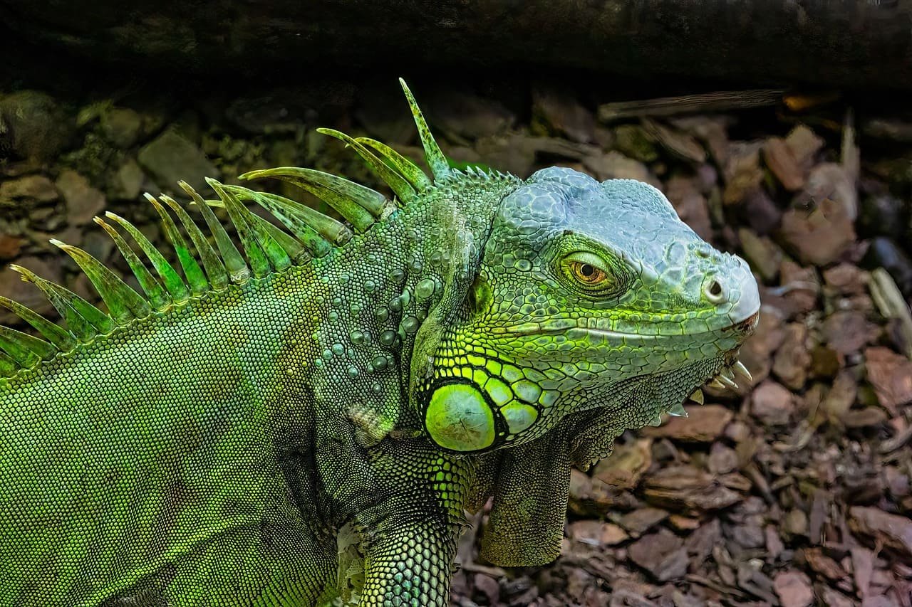 As iguanas se espalharam por áreas como Miami, Fort Lauderdale e outras partes do sul da Flórida, principalmente em ambientes urbanos, parques e áreas costeiras.