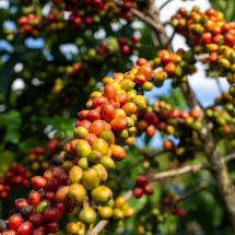Safra recorde de canéforas pode reduzir preço do café no Brasil - Seag/Divulga&ccedil;&atilde;o