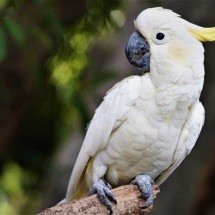 Influenciadores que monetizam com vídeos de animais silvestres geram polêmica na web - hartono subagio/Pixabay