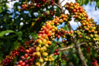 Safra recorde de canéforas pode reduzir preço do café no Brasil