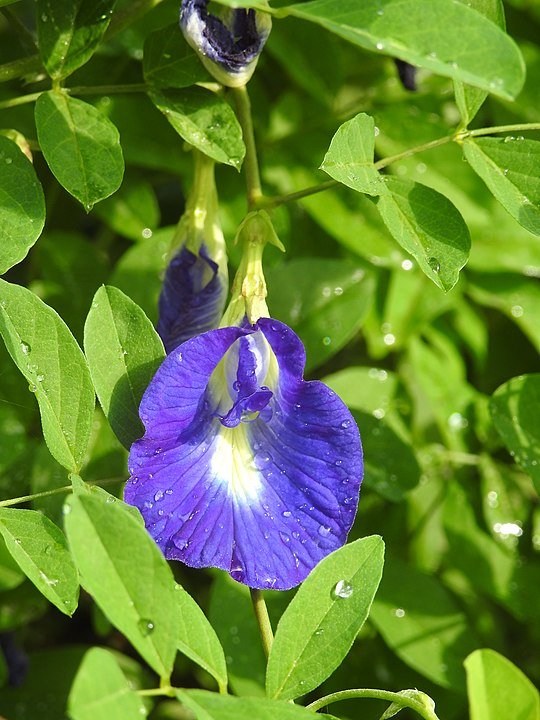 A clitória-azul (Clitoria ternatea), nativa da Ásia tropical, tem flores azuis usadas na culinária e medicina tradicional. É valorizada pelo chá feito com suas pétalas, que muda de cor com variação de pH, e por suas propriedades antioxidantes.
