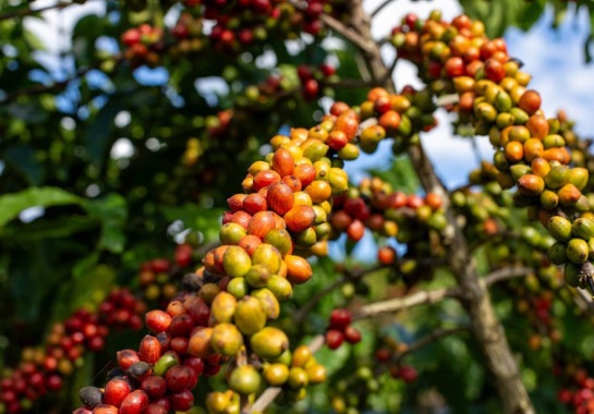 Safra recorde de canéforas pode reduzir preço do café no Brasil