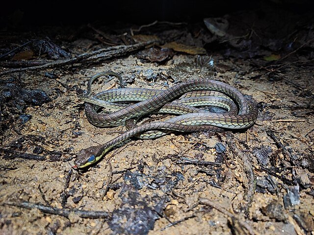 Dendrelaphis cyanochloris
Cobra-arbórea encontrada no Sudeste Asiático. Possui um tom azul metálico.