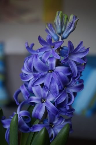 Jacinto azul ( Hyacinthus) é uma flor bulbosa que pertence ao gênero , conhecida por suas fragrantes flores em forma de sino agrupadas em hastes verticais. Originária do Mediterrâneo e da Ásia Ocidental, é amplamente cultivada como planta ornamental. Além de sua beleza, simboliza constância e sinceridade em diferentes culturas.
