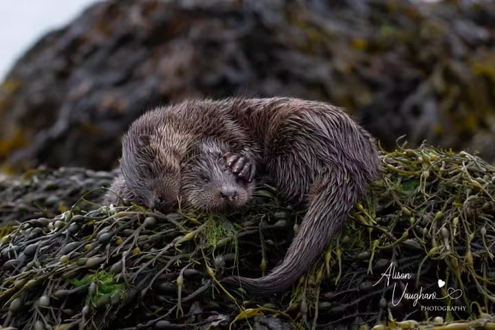 "Coma, durma, brinque, repita", por Alison Vaughan: A fotógrafa viajou à Ilha de Mull, na Escócia, para capturar imagens de lontras, seu animal favorito. Escondida atrás de uma rocha, observou dois filhotes caçando, brincando e, depois, dormindo exaustos. 