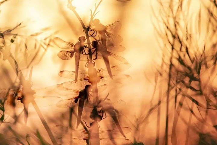 "Dragões empoleirados", por Daniel Trim: Premiada na categoria "Grã-Bretanha Oculta", a foto registra várias libélulas juntas se posicionando para "pegar" o sol nascente.