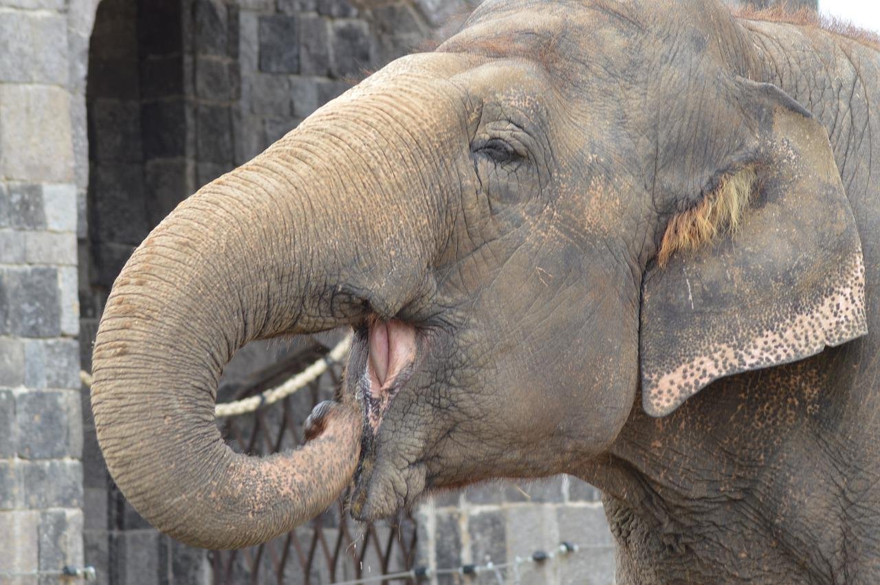 Os elefantes têm 24 dentes ao longo da vida. Usam os 4 da frente na mastigação, mas, quando ficam gastos, passam a morder com os de trás. Quando perdem os dentes, são ajudados por outros elefantes a se alimentar. 