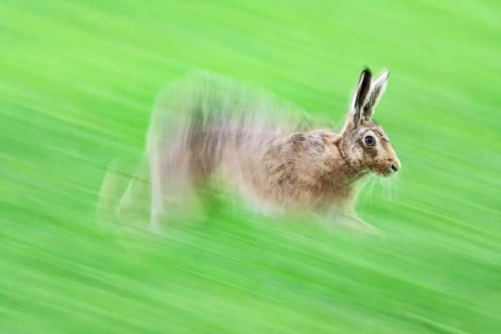 "Lebre em movimento", por David Tipling: Premiada na categoria "Retrato", a foto foi inspirada em uma tela do artista Robert Gillmor.