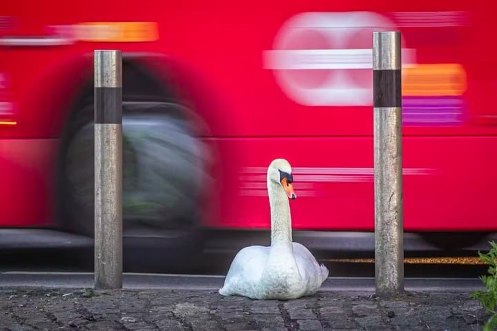 "Passe de ônibus", por Paul Goldstein: Fascinado pelo comportamento dominante de um cisne macho, o fotógrafo enfrentou lama e água até os joelhos para capturar a cena perfeita, alinhando a imagem com um ônibus de Londres. 
