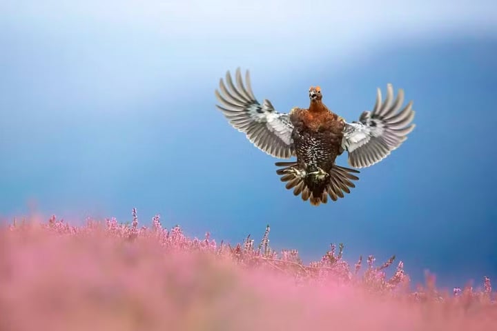 “Tetraz-vermelha chegando à terra”, por Ben Hall: O fotógrafo ou dias nos pântanos de Yorkshire capturando imagens da espécie e conseguiu registrar o momento exato em que a ave pousava com suas asas abertas.