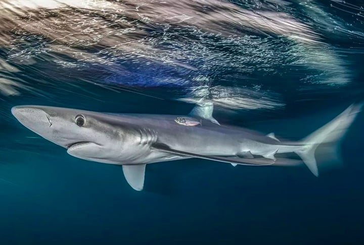 "Tubarão Azul", por Nicholas More: Vencedora na categoria "Costa Marinha", a foto registra um tubarão-azul, famoso por interagir com os mergulhadores nas águas do Reino Unido no verão.