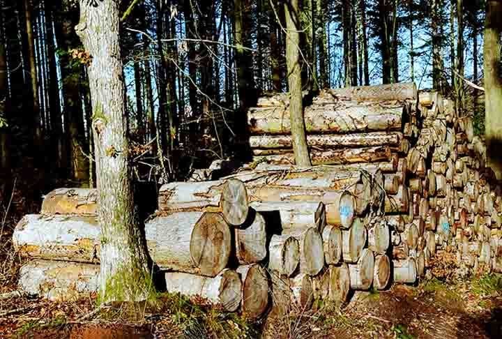 Além de contribuírem para a purificação do ar e proteção da biodiversidade, essas árvores são fontes de madeira, papel e resinas. Ou seja, também desempenham um papel relevante na economia. 
