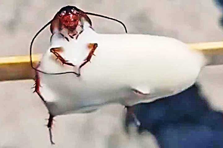 Baratas também foram tema de outro fato chocante recentemente. No caso, uma barata apenas, mas suficiente para chocar.  A imagem de um picolé com uma barata dentro viralizou causando nojo e repulsa. Foi numa praia do Rio. Baratas metem medo em muita gente. Conheça mais sobre esse inseto