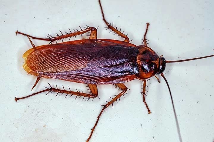 As baratas pertencem Ã  ordem Blattodea, com espÃ©cies comuns como Periplaneta americana (barata-americana) e Blattella germanica (barata-germÃ¢nica). Esses insetos sÃ£o adaptÃ¡veis e vivem em diversos ambientes urbanos e rurais.