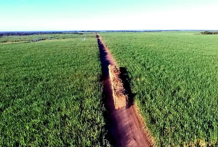 Curiosamente, União também abriga uma das culturas mais vigorosas na economia do estado: a de cana-de-açúcar. O maior projeto de irrigação para produção de cana no Nordeste completa 53 anos em 2025  e o Piauí é um dos destaques na colheita. 