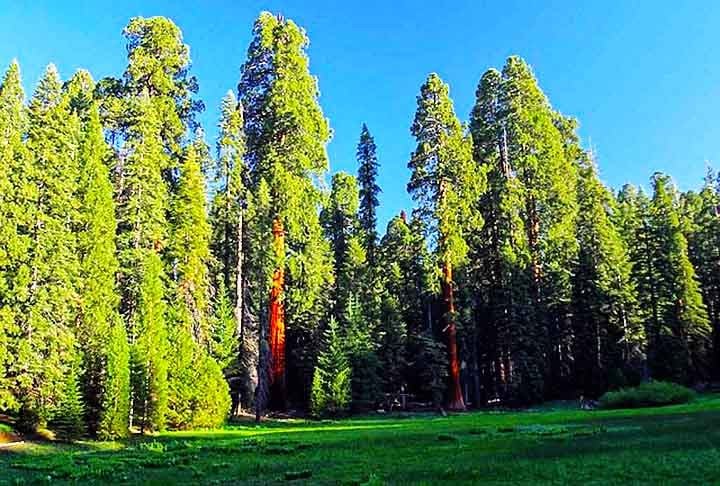 As coniferas variam de pequenas espécies, com 2 a 3  metros de altura até árvores gigantescas,  como as sequóias, que alcançam até 115 metros.