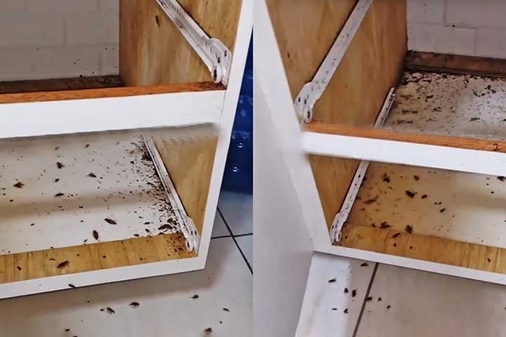 As baratas invadem despensas, roem embalagens e contaminam alimentos e utensÃ­lios. AlÃ©m disso, seus excrementos e carcaÃ§as podem causar mau cheiro e agravar problemas respiratÃ³rios.