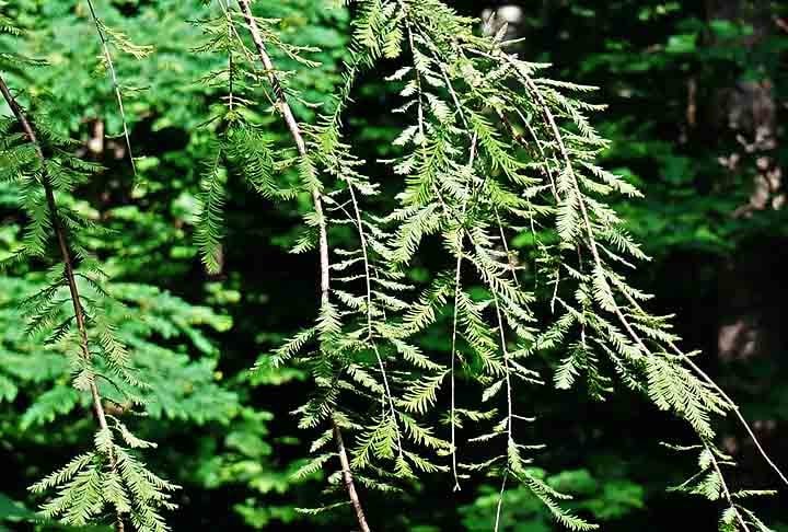 Suas folhas reduzidas e revestidas de cera minimizam a perda de água e evitam congelamento. Os galhos são flexíveis e inclinados para baixo, permitindo que a neve deslize sem causar danos.
