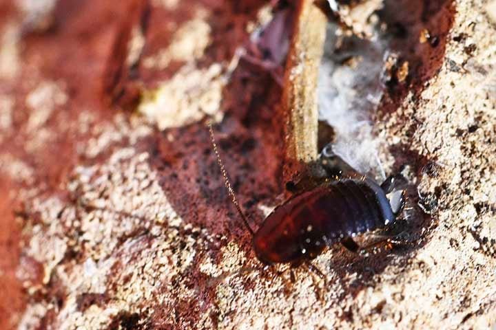 Baratas transportam microrganismos nocivos, podendo espalhar bactérias, vírus e fungos. Elas andam em locais sujos, carregando patógenos que afetam a saúde humana.
