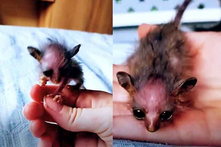 Vamos, então, conhecer um pouco mais sobre os galagos, suas habilidades impressionantes e seu comportamento peculiar.