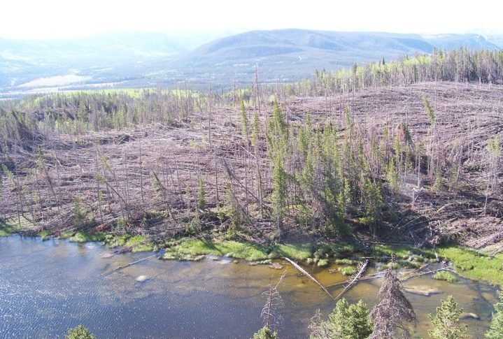 Apelidado também de "downburst", é considerado o oposto de um tornado, embora possua um poder destrutivo equiparável.