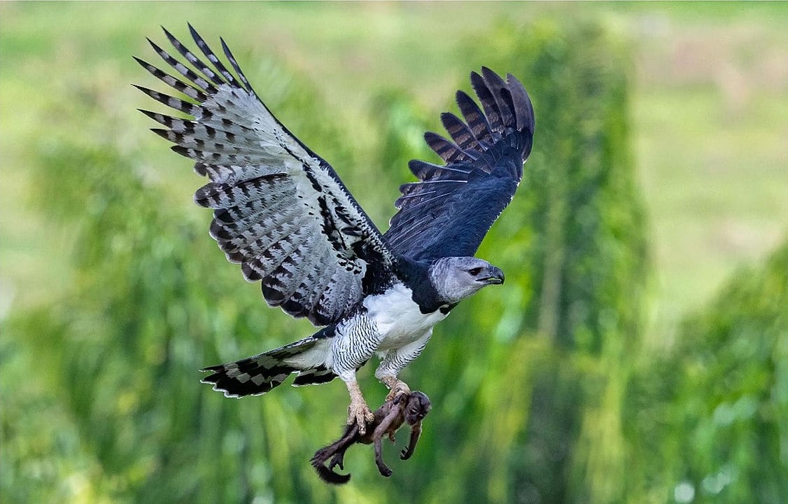 Águia Harpia (Harpia harpyja) – É a maior e mais poderosa águia das Américas. Vive em florestas tropicais da América Central e América do Sul e é conhecida por caçar macacos e bichos-preguiça. 