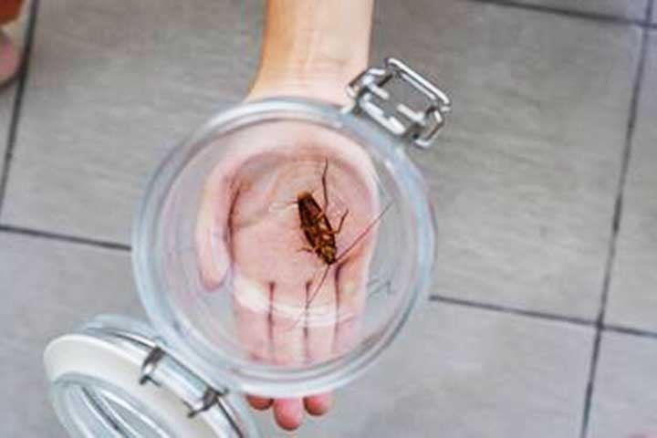 Como combater: É possível usar iscas, armadilhas adesivas e inseticidas específicos. Além disso, contratar dedetizadoras pode ser necessário em casos de infestações severas.