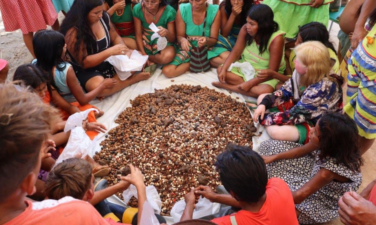 Terra Indígena Maxakali sedia jornada de reflorestamento e saberes tradicionais em Minas Gerais  -  (crédito: Julia Guedes/ Projeto Hãmhi - Terra Viva )