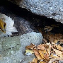 Alpinista salva águias em parque americano - Divulgação/Ravendidge