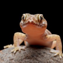 Transmitem doença? AjudaVeja mitos e verdades sobre as lagartixas - freepik - kuritafsheen77 