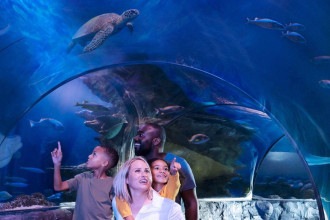 SEA LIFE: atração inédita no mundo é inaugurada na Flórida Central