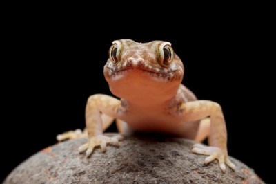 Apesar da repulsa que muita gente tem das lagartixas, esses animais são inofensivos e podem trazer benefícios para o ambiente doméstico. Conheça mais sobre elas! -  (crédito: freepik - kuritafsheen77 )