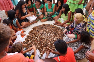 Terra Indígena Maxakali sedia jornada de reflorestamento e saberes tradicionais em Minas Gerais  -  (crédito: Julia Guedes/ Projeto Hãmhi - Terra Viva )
