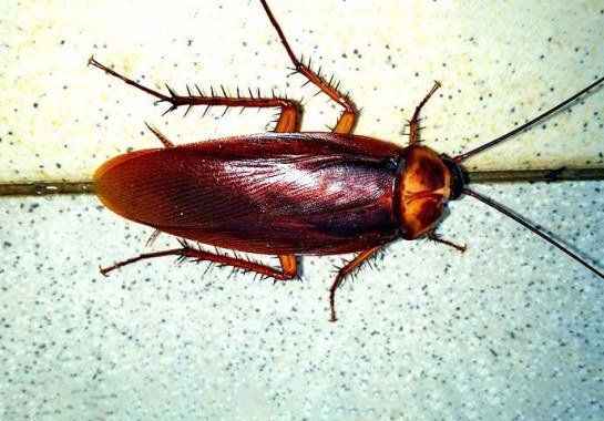 Imagem de annemiek59 por Pixabay