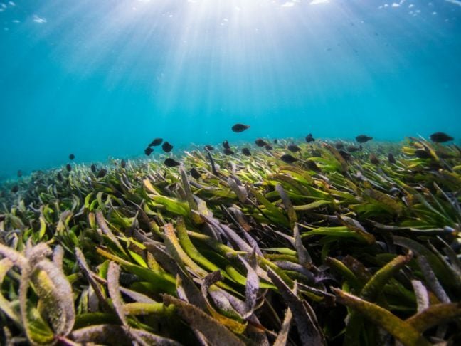 As algas marinhas são organismos aquáticos que desempenham um papel essencial nos ecossistemas marinhos e na vida humana.