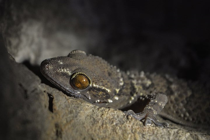 Além disso, as lagartixas têm hábitos noturnos — seus olhos grandes são adaptados para enxergar bem no escuro —, o que significa que raramente são vistas com frequência. 