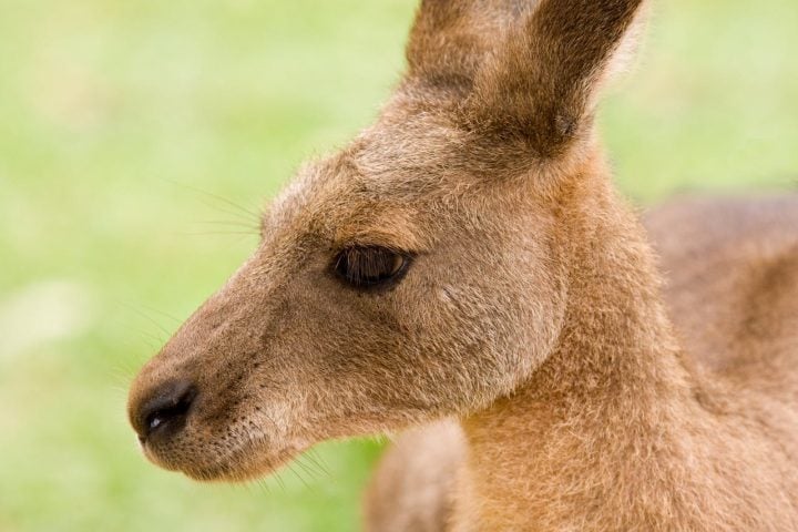 Um dos símbolos mais conhecidos da Austrália e da Oceania, o canguru é considerado um animal de grande porte — os machos podem medir até dois metros e pesar cerca de 90 quilos.