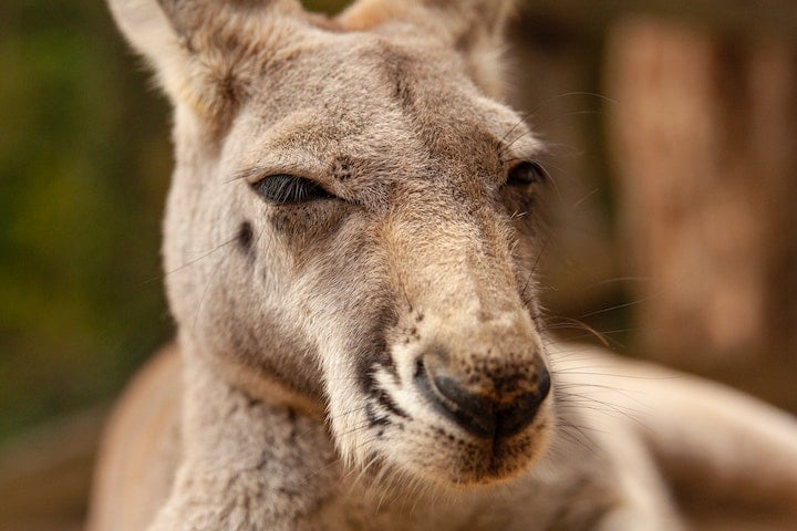 Por isso, os cangurus são importantes para o ecossistema australiano: eles ajudam a controlar a população de plantas e são uma fonte de alimento para outros animais, como dingos e aves.