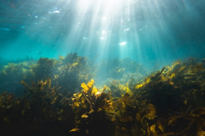 As algas bladderwrack formam grandes "florestas" submarinas, que servem de habitat para peixes jovens, moluscos e crustáceos, além de atrair peixes maiores. 