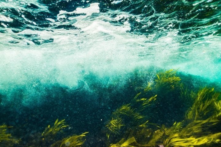 Esses organismos sÃ£o fundamentais para a produÃ§Ã£o de oxigÃªnio, alÃ©m de servirem como base da cadeia alimentar para muitas espÃ©cies marinhas.