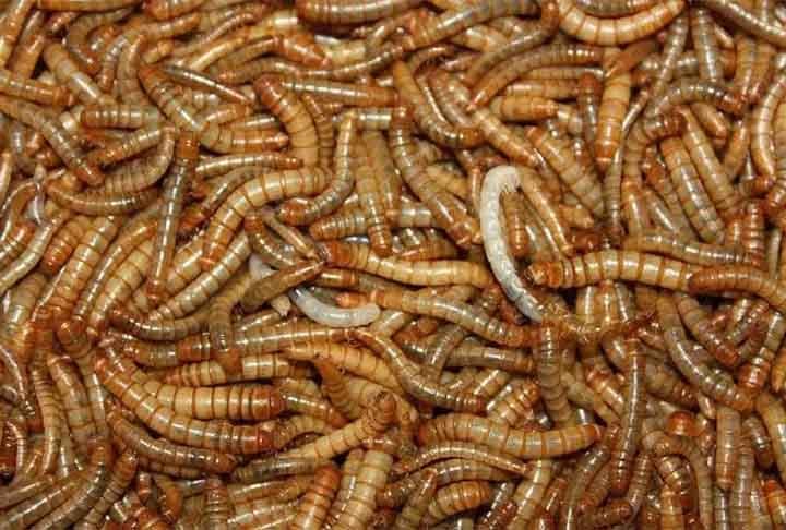 De acordo com os cientistas, a larva-da-farinha (de tenébrios) pode mastigar o poliestireno e hospedar bactérias em seus intestinos que ajudam a quebrar o material.