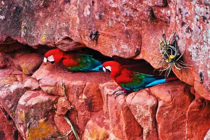 As paredes da dolina são essenciais para a reprodução das aves, que usam as cavidades para fazer ninhos, além de ajudar no desgaste natural dos bicos.