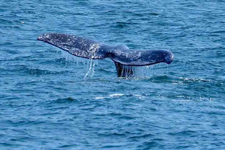 A baleia-cinzenta é a única espécie viva em seu gênero e família. Ela mede cerca de 15 metros de comprimento e pode chegar a pesar 35 toneladas. Em geral, se alimenta no fundo do mar de pequenos crustáceos, krills, plânctons e moluscos.